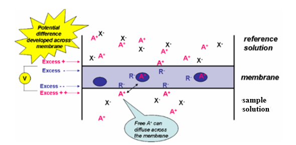 Potential development in an ion selective electrode