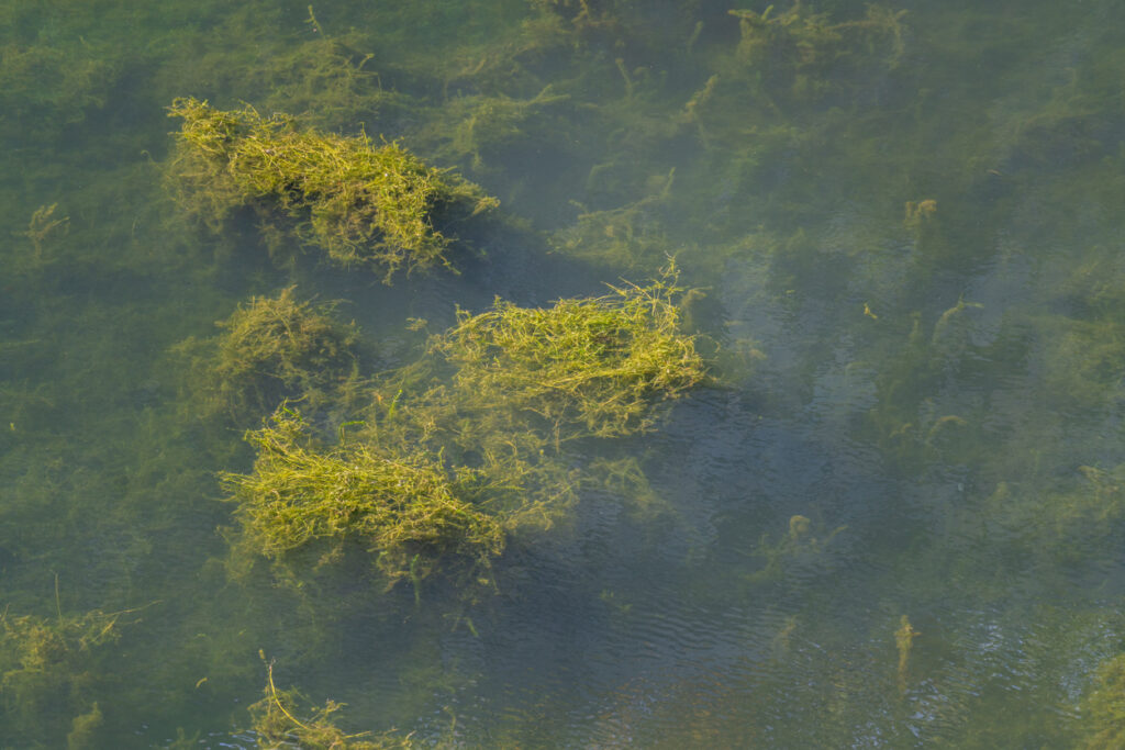 Algae bloom can lead to unhealthy DO levels