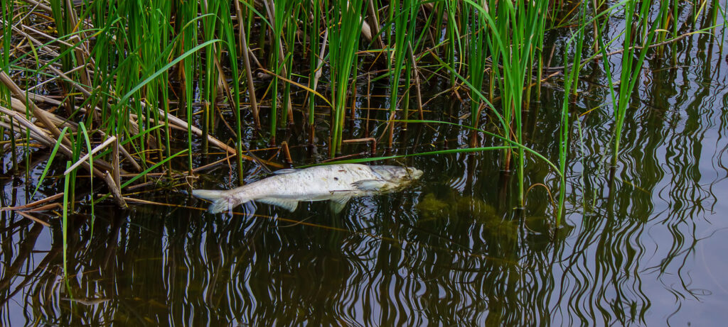 low dissolved oxygen levels in water can cause loss of aquatic life