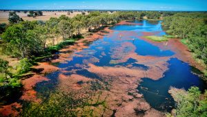 Close Up of a Red Aquatic Fern Azolla Filiculoides in Lake Mulwala