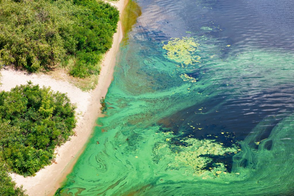 Blue Green Algae Sensor useful for preventing algal blooms