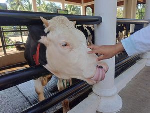 Managing Rumen pH in Dairy Farming